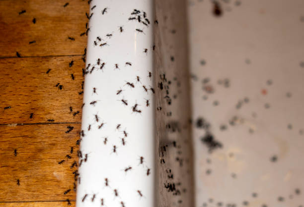Mendota, CA Pest Control Company