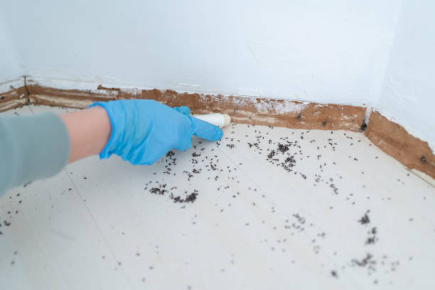 Best Pest Control Near Me  in Mendota, CA